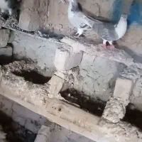 کفتر|پرنده|قوچان, |دیوار