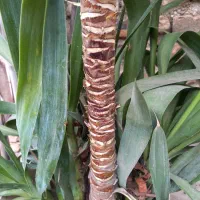 گل یوکا|گل و گیاه طبیعی|مینودشت, |دیوار