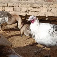 بوقلمون جوان|پرنده|جوین, |دیوار