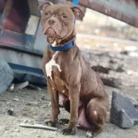 فروش ماده پیتبول ۲۰ ماهه دوسر شجره