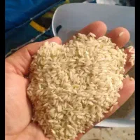 برنج عنبربو افرا برکت|خوردنی و آشامیدنی|اهواز, کیانشهر|دیوار