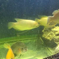 فروش انواع ماهی خانگی|ماهی|اصفهان, مسجد مصلی|دیوار