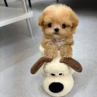 سگ فنجونی|سگ|شیراز, وصال|دیوار