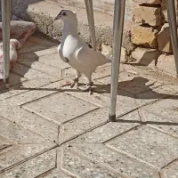 کفتر|پرنده|اشکذر, |دیوار