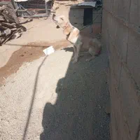 سک دنبلان|سگ|گلی داغ, |دیوار