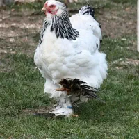 جوجه خروس برهما|حیوانات مزرعه|شیراز, دینکان|دیوار