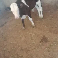 گوساله نر