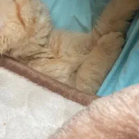 گربه های اسکاتیش بریتیش|گربه|ری, دولتآباد|دیوار