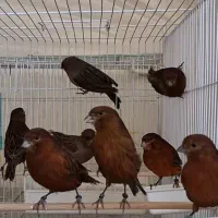 قناری نر و ماده آماده به جفت اورجینال|پرنده|کرمان, |دیوار