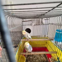 جفت عروس هلندی