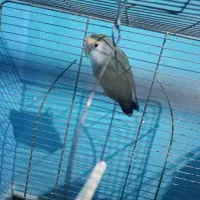 طوطی برزیلی نر معاوضه