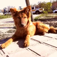 ژرمن نر اصیل خط خونی بالا (آلفا) (شخصی)