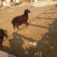 2راس بره نره|حیوانات مزرعه|جوادآباد, |دیوار