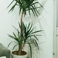 گل یوکا سایز بزرگ