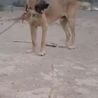 سگ خراسانی