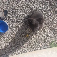 واگذاری توله اشتپز پامر