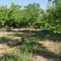 ویلا. باغ کشاورزی|فروش زمین و ملک کلنگی|شاهین‌شهر, فردوسی|دیوار