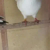 کبوتر پرشی|پرنده|رشت, لاکان|دیوار