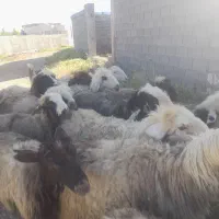 فروش ۴۶ رس میش بختیاری ابسن