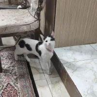 واگذاری گربه