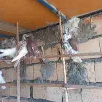 کبوتر چملگی وتکی چ ا ه س ت ا ن|پرنده|بندرعباس, |دیوار