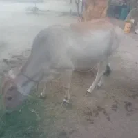 گاو ماده سالم و آبستن|حیوانات مزرعه|بیکاه, |دیوار