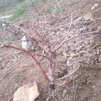 هرس درخت انگور