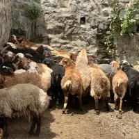 پرگوشت کم دنبه کم چربی گوسفند