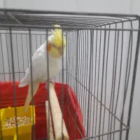 عروس هلندی لتینو ماده