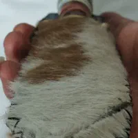 چاقو سی‌سانتی زنجان (امینی) دسته آب‌طلا تیغ فولادی|کلکسیون اشیاء عتیقه|اندیشه, اندیشه فاز ۳|دیوار