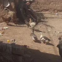 مرغ گلپایگانی ۵ماهه ۳تا ودوتا مرغ تاجی یا ریشی لری|حیوانات مزرعه|مبارکه, |دیوار