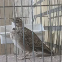 سهره خاکی امسال