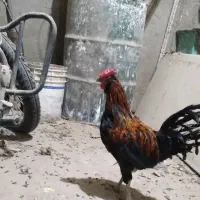 خوروس گلیین