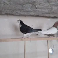 کفتر پرشی و یاهو