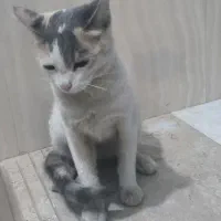 واگذاری گربه رایگان