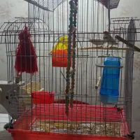 فنج مولد کاکولی نژاد دار