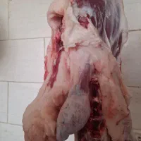 دنبه گوسفندی درجه1