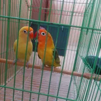 طوطی کوتوله