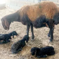 قوچ و میش و بره قوچ و شیشک همو و هترو