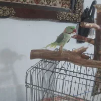 شاه طوطی سخنگو