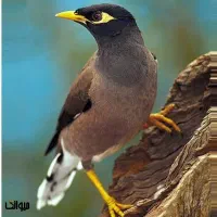 مرغ مینا ۲ساله