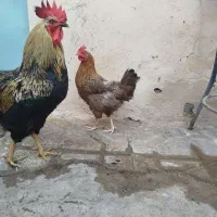 مرغ و خروس سرحال