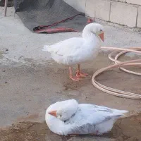 غاز