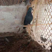 مجسمه ک ب و ت ر گ ر ف ت ن ی