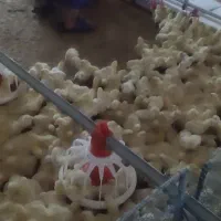 نیازمند سالندار