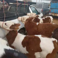 گوساله وحیوانلت دلخواه وخالص|حیوانات مزرعه|سلطانیه, |دیوار