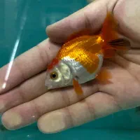 گلدفیش.گوپی.فایتر.اکواریوم|ماهی|ری, شهید بهشتی|دیوار