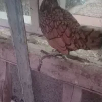 خرگوش های لپ فشن جوان و مرغ خروس سیبرایت|موش و خرگوش|کرمانشاه, |دیوار