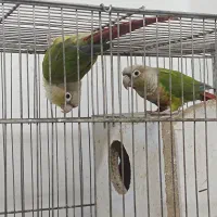 طوطی