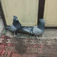 سبز بازی کن|پرنده|گنبکی, |دیوار